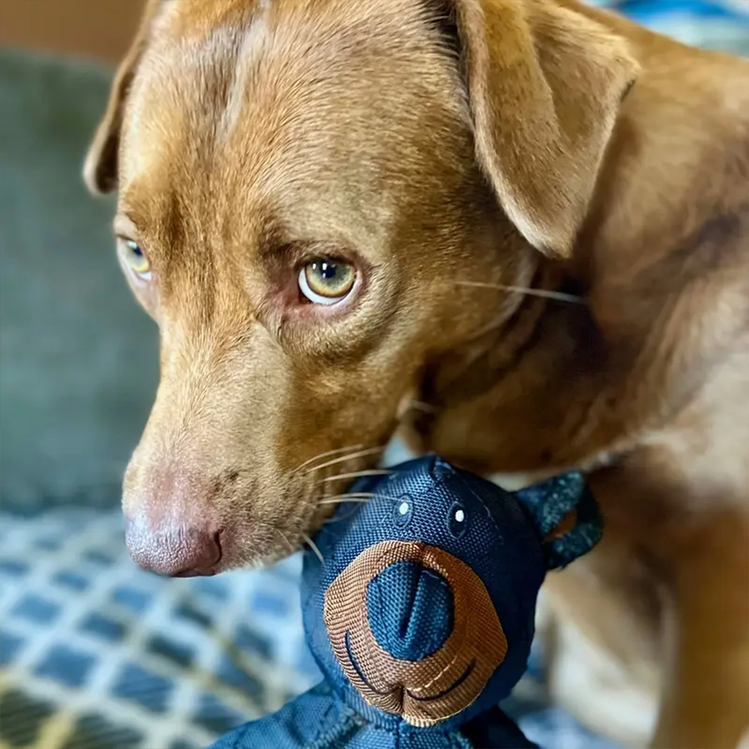 2025 New Mighty Bear Pet Toy For Heavy Chewers